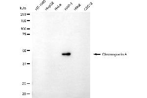 Western blotting analysis using chromogranin A antibody (ABIN7798072). (Chromogranin A 抗体)
