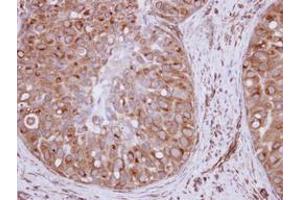 Image no. 1 for anti-Exportin 6 (XPO6) (AA 135-383) antibody (ABIN1501767) (Exportin 6 抗体  (AA 135-383))