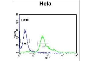S100A6 Antibody (C-term) (ABIN391522 and ABIN2841482) flow cytometric analysis of Hela cells (right histogram) compared to a negative control cell (left histogram). (S100A6 抗体  (C-Term))