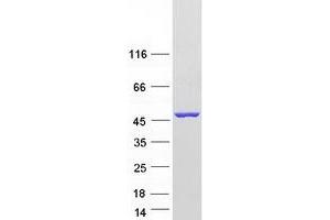 Western Blotting (WB) image for Aminoadipate Aminotransferase (AADAT) (Transcript Variant 2) protein (Myc-DYKDDDDK Tag) (ABIN2714248)