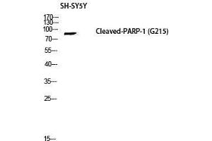 Western Blot (WB) analysis of SH-SY5Y lysis using Cleaved-PARP-1 (D214) antibody. (PARP1 抗体  (Asp214, cleaved))