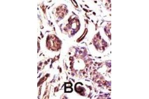 Immunohistochemistry (IHC) image for anti-Ubiquitin Protein Ligase E3A (ube3a) antibody (ABIN3001484) (ube3a 抗体)
