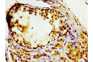 IHC image of ABIN7169043 diluted at 1:200 and staining in paraffin-embedded human testis tissue performed on a Leica BondTM system. (MASTL 抗体  (AA 612-740))