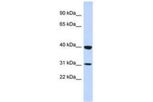 Image no. 1 for anti-Zinc Finger Protein 660 (ZNF660) (N-Term) antibody (ABIN6742930) (ZNF660 抗体  (N-Term))
