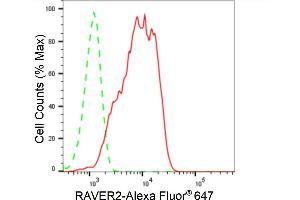 Flow cytometric analysis of RAVER2 expression in HeLa cells using RAVER2 antibody (ABIN7800211), 1:2,000). (Recombinant RAVER2 抗体)