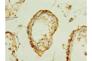 Immunohistochemistry of paraffin-embedded human testis tissue using ABIN7165279 at dilution of 1:100 (PDIA5 抗体  (AA 22-262))