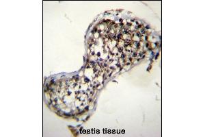 SQLE Antibody (N-term) (ABIN656555 and ABIN2845817) immunohistochemistry analysis in formalin fixed and paraffin embedded human testis tissue followed by peroxidase conjugation of the secondary antibody and DAB staining. (SQLE 抗体  (N-Term))