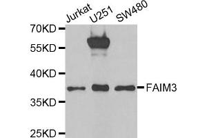 Western Blotting (WB) image for anti-Fas Apoptotic Inhibitory Molecule 3 (FAIM3) antibody (ABIN1980336) (FAIM3 抗体)
