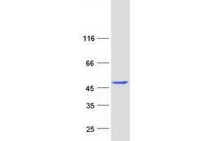 Validation with Western Blot (TTPAL Protein (Transcript Variant 1) (Myc-DYKDDDDK Tag))