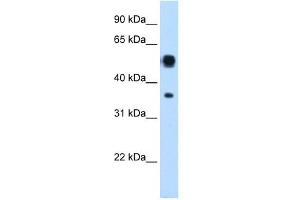 ASL antibody used at 0. (ASL 抗体  (N-Term))