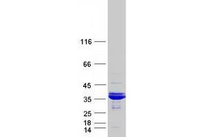 Western Blotting (WB) image for tRNA-Histidine Guanylyltransferase 1-Like (THG1L) protein (Myc-DYKDDDDK Tag) (ABIN2733557)