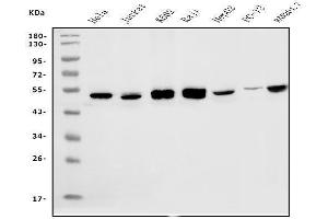 Western blot analysis of eRF1/ETF1 using anti-eRF1/ETF1 antibody (ABIN7602625).