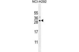 Western blot analysis in NCI-H292 cell line lysates (35ug/lane) using AP53997PU-N Antibody (N-term). (SPACA5B 抗体  (N-Term))