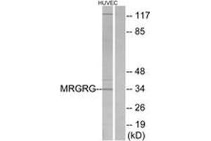 Western blot analysis of extracts from HuvEc cells, using MRGRG Antibody.