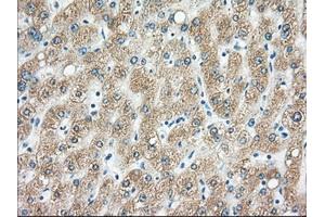 Immunohistochemical staining of paraffin-embedded pancreas tissue using anti-H6PD mouse monoclonal antibody. (Glucose-6-Phosphate Dehydrogenase 抗体)