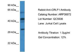 WB Suggested Anti-CRLF1 Antibody   Titration: 1. (CRLF1 抗体  (Middle Region))