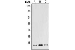 Western blot analysis of POLR2I expression in A549 (A), NIH3T3 (B), PC12 (C) whole cell lysates. (POLR2I 抗体  (Center))