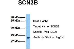 Host: Rabbit Target Name: SCN3B Sample Tissue: Human DLD1 Antibody Dilution: 1. (SCN3B 抗体  (N-Term))