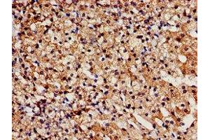 Immunohistochemistry analysis of human adrenal gland tissue using ABIN7171654 at dilution of 1:100 (TBC1D4 抗体  (AA 1-94))