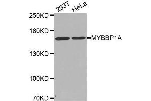 Western blot analysis of extracts of various cell lines, using MYBBP1A antibody. (MYBBP1A 抗体  (AA 1104-1328))