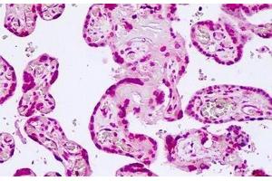 Anti-TCF7L2 antibody IHC of human placenta. (TCF7L2 抗体  (N-Term))