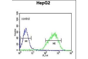 HIST1H2AL Antibody (C-term) (ABIN651090 and ABIN2840066) flow cytometric analysis of HepG2 cells (right histogram) compared to a negative control cell (left histogram). (HIST1H2AL 抗体  (C-Term))