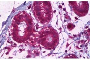 Anti-IL-8 antibody IHC staining of human breast, epithelium. (IL-8 抗体)