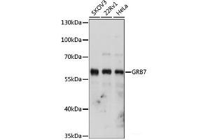 Western blot analysis of extracts of various cell lines using GRB7 Polyclonal Antibody at dilution of 1:1000. (GRB7 抗体)