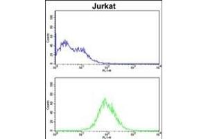 CDCA3 Antibody (N-term) (ABIN390547 and ABIN2840885) flow cytometric analysis of Jurkat cells (bottom histogram) compared to a negative control cell (top histogram). (CDCA3 抗体  (N-Term))