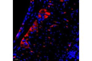 Immunofluorescence of paraffin embedded mouse colon using Annexin-A8 (ABIN7073071) at dilution of 1: 3866 (400x lens) (Annexin VIII 抗体)