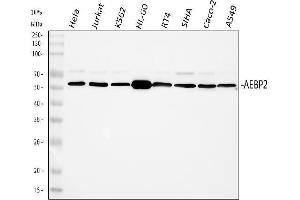 anti-AE Binding Protein 2 (AEBP2) (AA 424-517) antibody