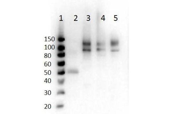 ODF2 antibody  (pSer796)