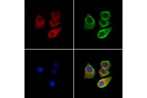 ABIN7094449 and ABIN7098497 staining Hela cells by IF/ICC. (CHRNA7 抗体  (N-Term))