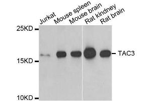 Western blot analysis of extracts of various cell lines, using TAC3 antibody. (Tachykinin 3 抗体  (AA 1-121))
