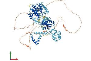AlphaFold protein structure predicition of Mouse Recombinant Ddx50 Protein, UniprotID Q99MJ9