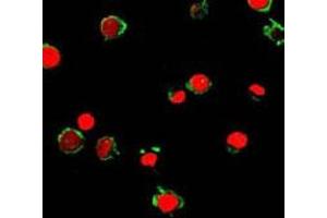 Immunofluorescent analysis of HL-60 cells using FPR2 polyclonal antibody  (green). (FPR2 抗体  (2nd Extracellular Loop))