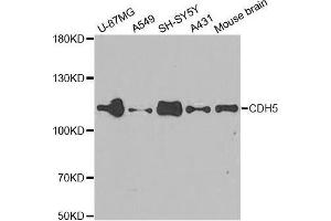 Western Blotting (WB) image for anti-Cadherin 5 (CDH5) (AA 259-358) antibody (ABIN3015299) (Cadherin 5 抗体  (AA 259-358))