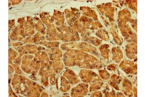 IHC image of ABIN7142736 diluted at 1:250 and staining in paraffin-embedded human pancreatic tissue performed on a Leica BondTM system. (RPL11 抗体  (AA 3-178))