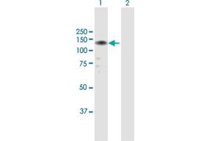 Western Blot analysis of LLGL2 expression in transfected 293T cell line by LLGL2 MaxPab polyclonal antibody. (LLGL2 抗体  (AA 1-1020))