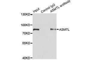 Immunoprecipitation analysis of 200ug extracts of SW620 cells using 1ug ASMTL antibody. (ASMTL 抗体  (AA 1-290))