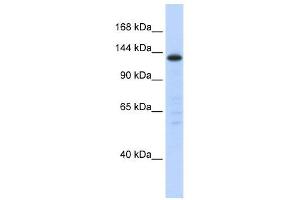 SF3B3 antibody used at 1 ug/ml to detect target protein. (SF3B3 抗体  (Middle Region))