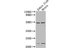 Western Blot Positive WB detected in: Zebra fish, Zebra fish brain tissue All lanes:egfra antibody at 1:2000 Secondary Goat polyclonal to rabbit IgG at 1/50000 dilution Predicted band size: 43 kDa Observed band size: 43 kDa (egfra 抗体  (AA 21-389))