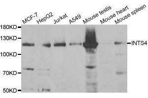 Western Blotting (WB) image for anti-Integrator Complex Subunit 4 (INTS4) antibody (ABIN1980355) (INTS4 抗体)