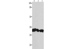 Western Blotting (WB) image for anti-14-3-3 gamma (YWHAG1) antibody (ABIN2431698) (14-3-3 gamma 抗体)