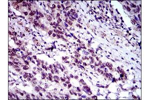 Flow Cytometry (FACS) image for anti-CASP8 and FADD-Like Apoptosis Regulator (CFLAR) (AA 100-251) antibody (ABIN1845710)