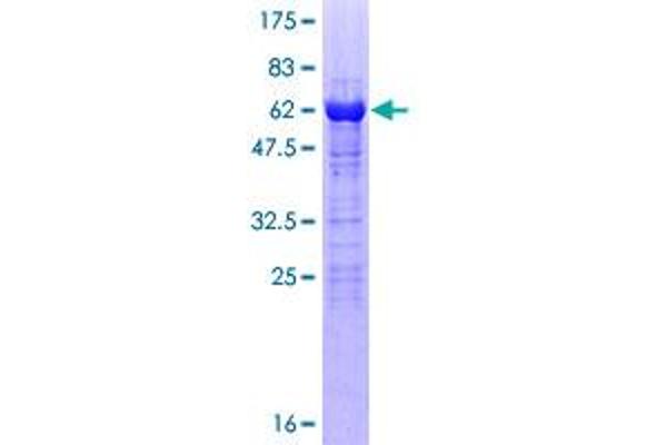 VGLL4 Protein (AA 1-290) (GST tag)