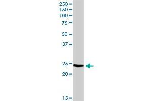 IGLL1 MaxPab rabbit polyclonal antibody. (IGLL1 抗体  (AA 1-213))