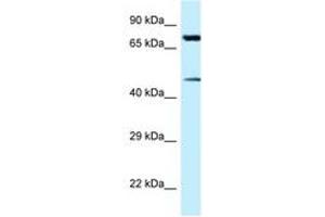 Image no. 1 for anti-Cadherin-Like 22 (CDH22) (AA 111-160) antibody (ABIN6747765) (CDH22 抗体  (AA 111-160))
