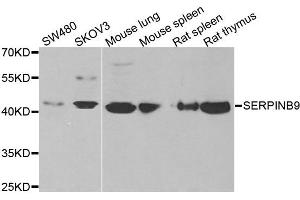 Western blot analysis of extracts of various cell lines, using SERPINB9 antibody. (SERPINB9 抗体)
