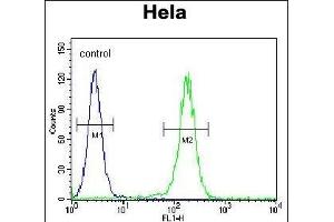 LARS Antibody (N-term) (ABIN655157 and ABIN2844775) flow cytometric analysis of Hela cells (right histogram) compared to a negative control cell (left histogram). (LARS 抗体  (N-Term))